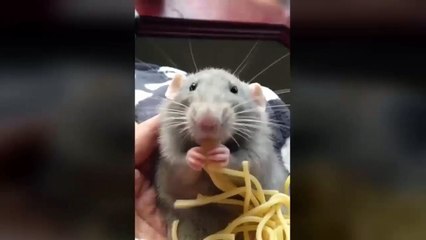 Cute rat eating spaghetti
