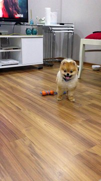 satılık pomeranian boo yavru 0543 223 44 03