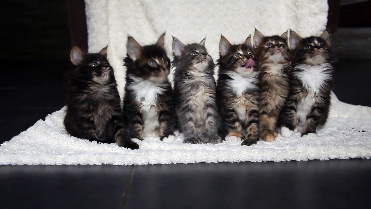 Les bébés ont 5 semaines