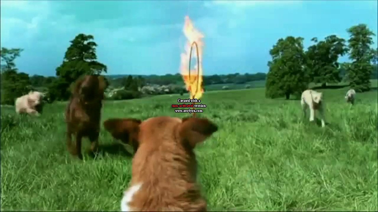 R4 One Scotland - Dog Display ident (Channel of the Year version 2) (HD) - October 2015