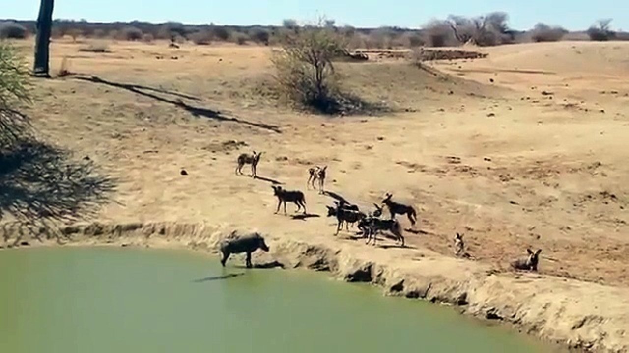 Jabalí Debe Elegir Cómo Morir