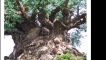 TOP 18 MOST Interesting  Trees Photos