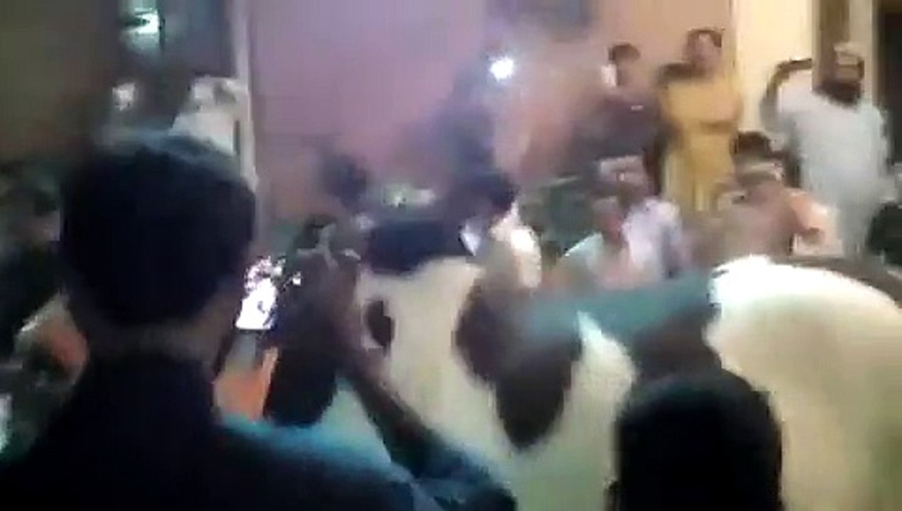 Beautiful Dilpasand Bull Unloading