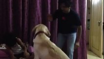 Dog protecting small boy from getting scolded