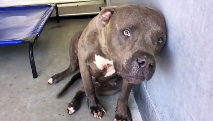Rescued Pit Bull Shows Love For The Very First Time