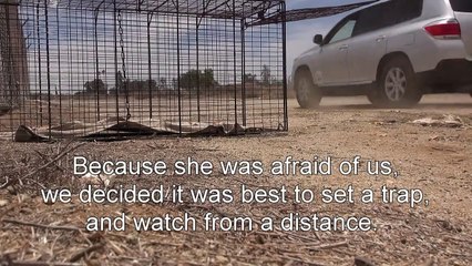 Somebody Carefuly Approached This Violent Looking Dog, Wait Til You See What Happened Next