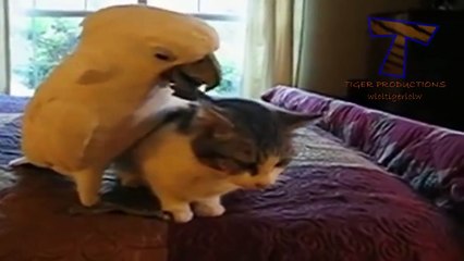 Cats and dogs vs parrots - Funny and cute animal compilation