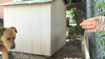 An Emotional And Inspiring Dog Rescue Story