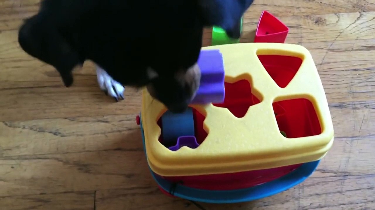 Clever Dog Recognises Shapes