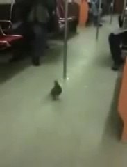 Paloma Viajando En El Metro