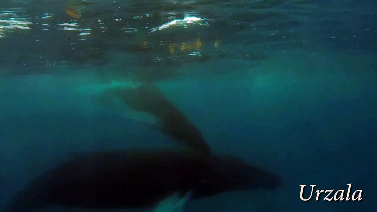 Humpback Whale Rolls With Happiness