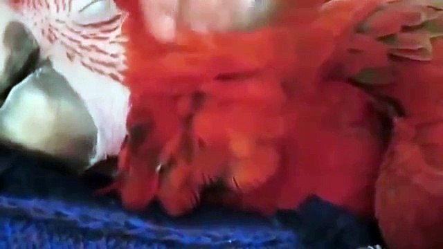 비디오 농담 2015 년 가을! 가장 재미있는 동영상, 농담