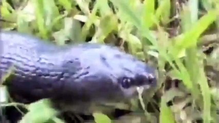The Biggest Snakes Ever Discovered On Earth 2015