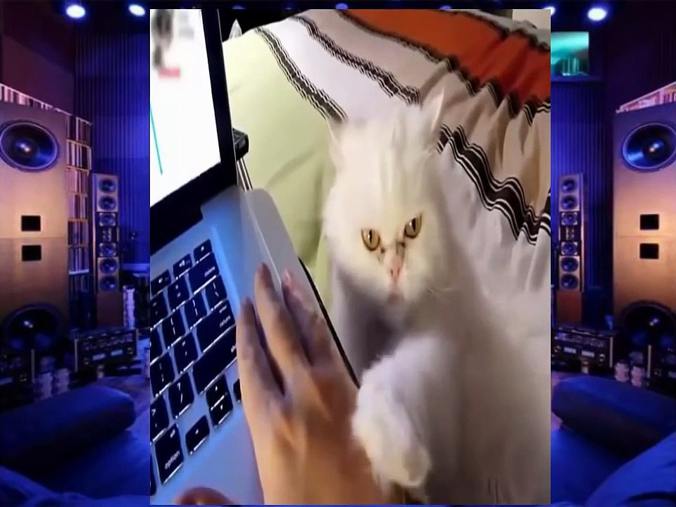 Funny Cats Compilation 2014 - Best Funny Cat Fails Compilation 2015 - Funny Animals