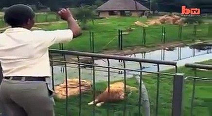 Big Cat Plays Football Amazing Lion Johannesburg zoo