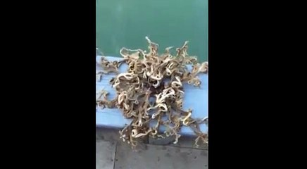 Bizarre 'alien' sea creature caught off Singapore
