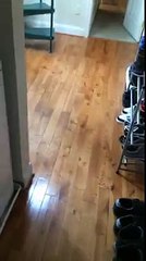 Cleaning Dancing Roommate