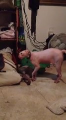 Have you ever seen a cat act like this before