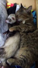 Komari la chatte s'endort avec son frère le furet.
