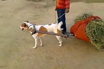 desi jugaad-dog gaadi-funny video