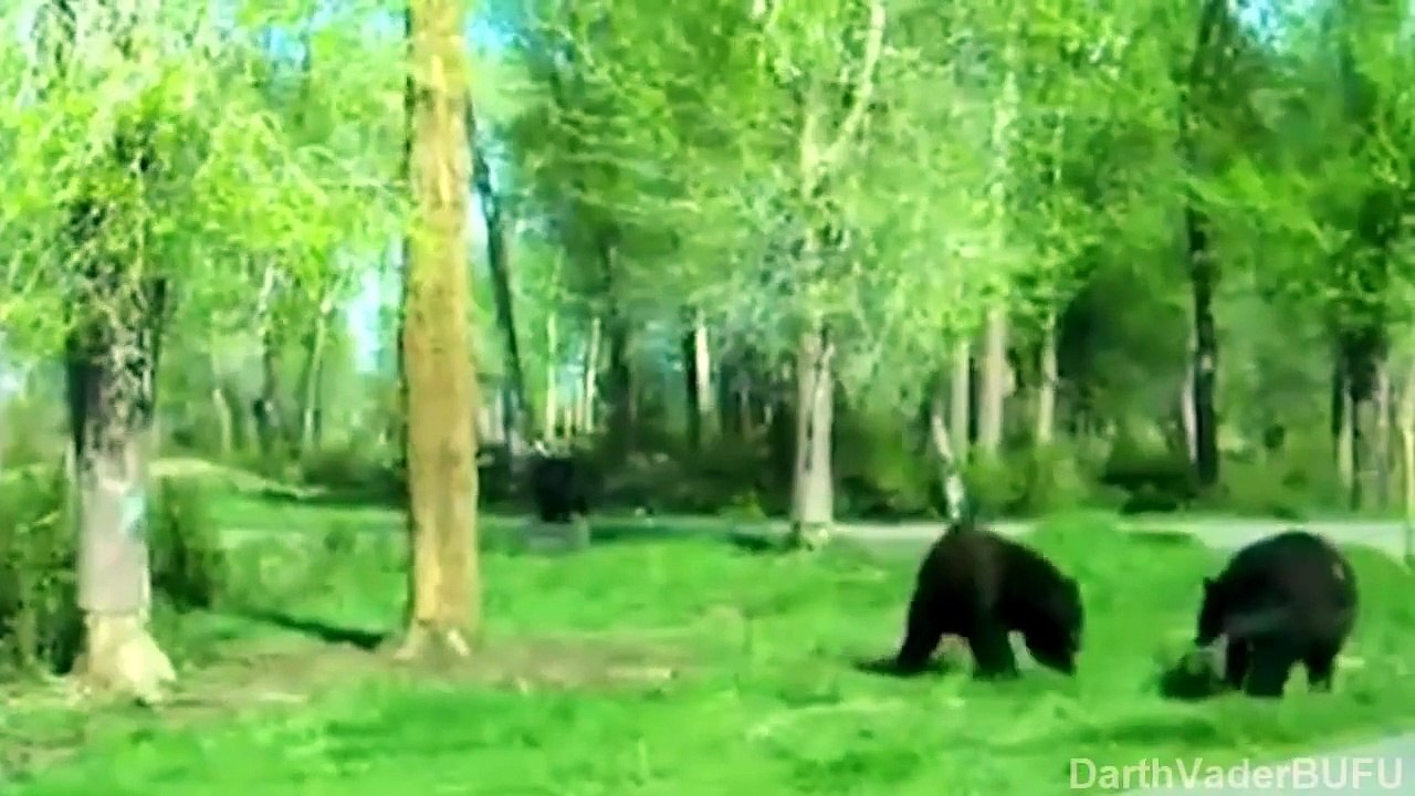 Animales Graciosos Y Chistosos Videos De Risa 2015 Perros Gatos Monos