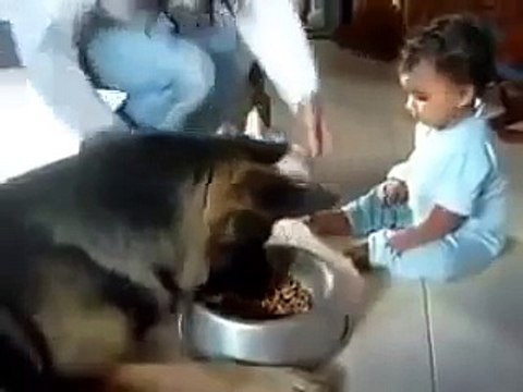 Ребёнок и собака не могут поделить миску с едой, смех да и только!