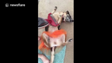 Dog wearing a tutu is vacuumed