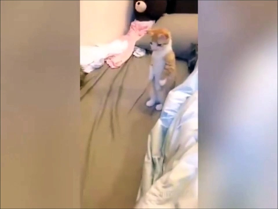 Le chat le plus mignon du monde... Craquant!!!!