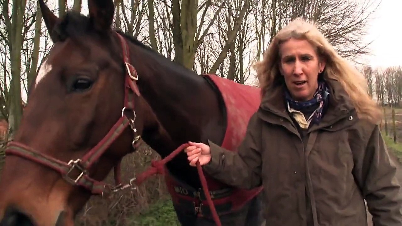 Les merveilleuses retrouvailles de chevaux