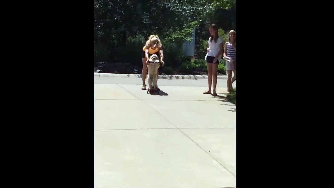 Un chien fait de la trottinette