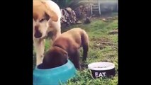 Un chiot affamé pique la nourriture de sa maman! Gourmand!!!