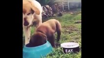 Hungry puppy wants to eat everything!!!