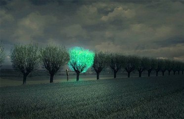 Plus besoin de lampadaire dans nos rues, des arbres lumineux les remplacent