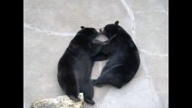 Funny animals Bear Kisses