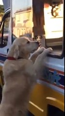 Zack Le Golden qui adore tellement les glaces