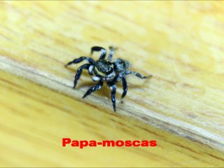 Jumping Spider - Salticidae - Papa-moscas