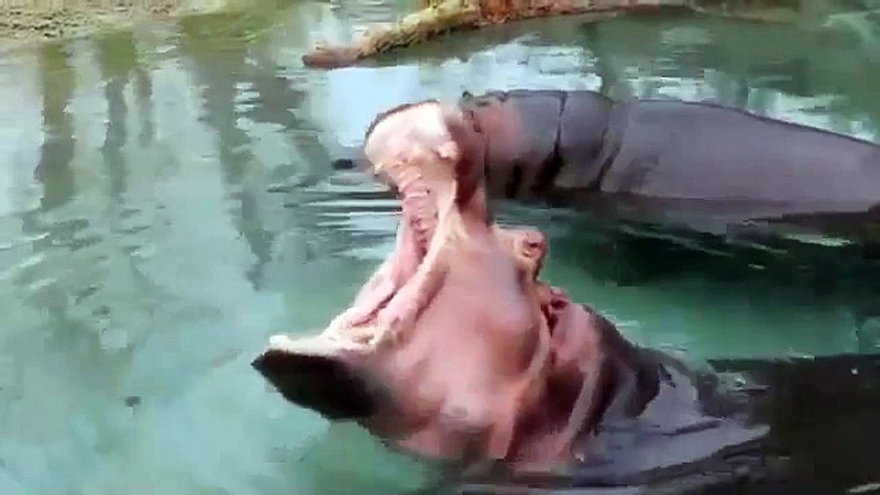 ¿Que opinan los animales de las matemáticas?