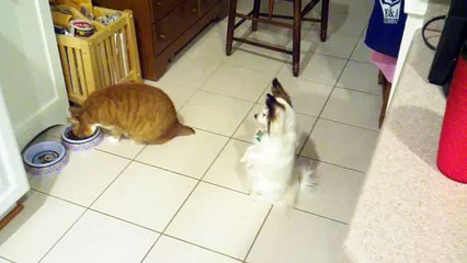 Un Chien regarde un Chat lui Dévorer toute sa Nourriture