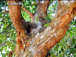 Fruits et Epices dans leur environnement naturel
