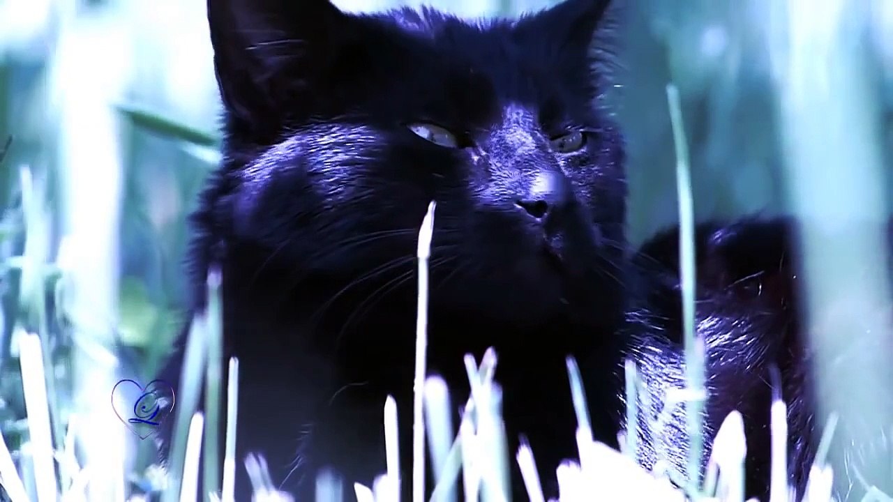 Blue...  The Color Of Dreams - Dailymotion Music Video HD