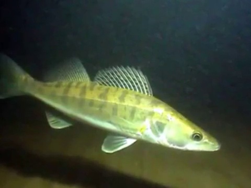 Ловля судака, ловля на спиннинг, рыбалка на судака осенью