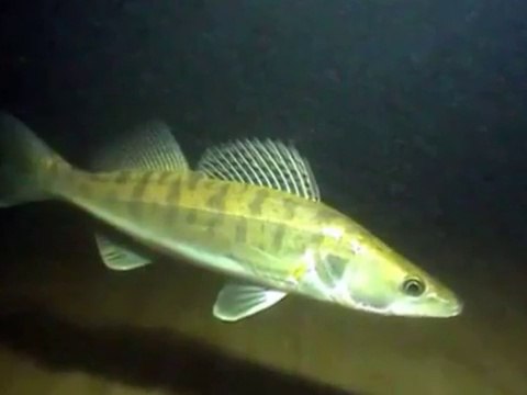 Ловля судака, ловля на спиннинг, рыбалка на судака осенью