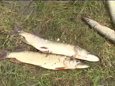 Ловля щуки осенью, ловля щуки на спиннинг, хорошая рыбалка