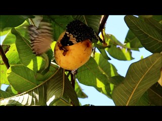 Borboleta Estaladeira Cinzenta - Gray Cracker Hamadryas Amphinome butterfly