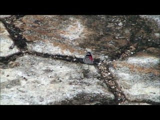 80 Butterfly - Elegant Butterfly Design 🦋