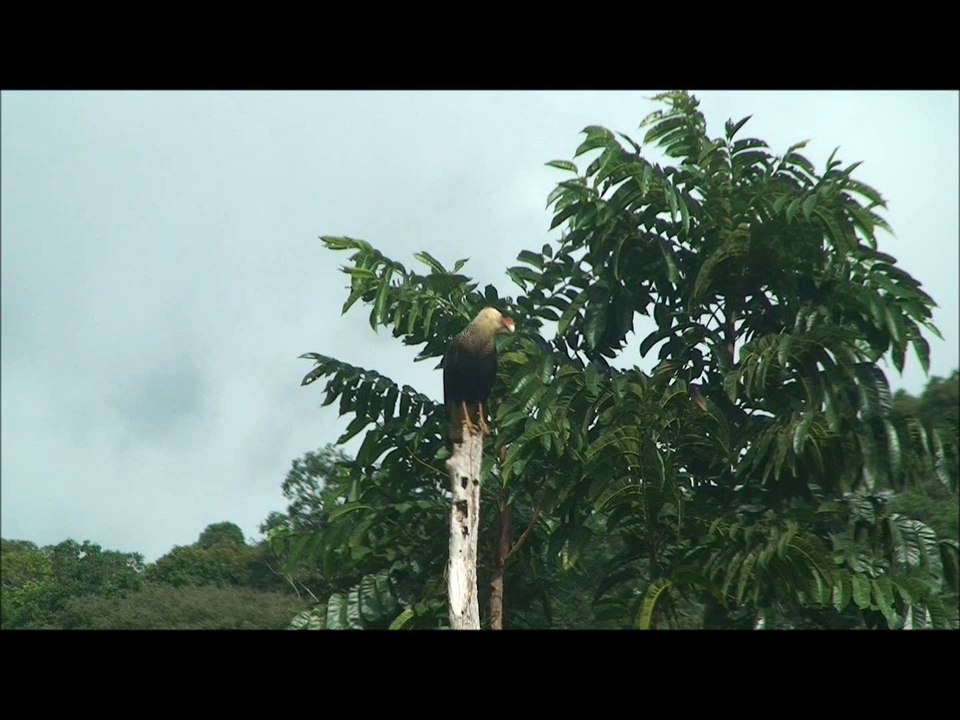 Gavião - Falconidae