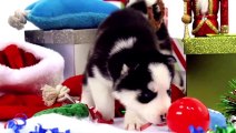 Funny animals Husky Puppies Winter Wonderland