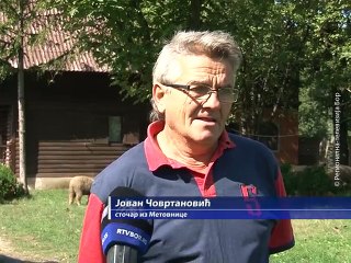 Jovanova ljubav prema Svrljiškoj ovci, 11. oktobar 2015. (RTV Bor)