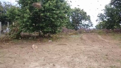 ABANA KESTANE BALI OĞUL ÇIKARKEN KARGAŞA