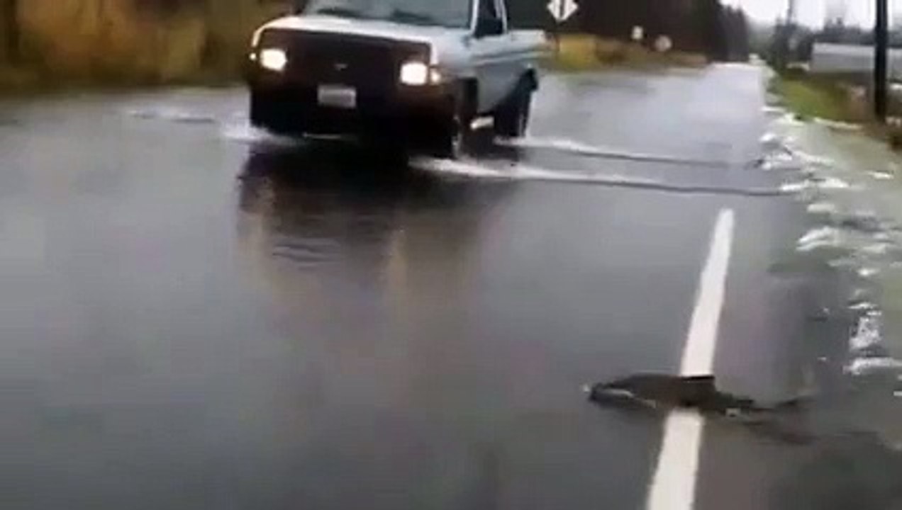 Fish Highway (Animals Behaving Naturally _)